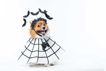 Cachorro com fantasia de morcego e teia de aranha Halloween