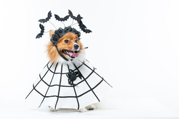 Cachorro com fantasia de morcego e teia de aranha Halloween