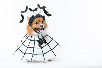 Cachorro com fantasia de morcego e teia de aranha Halloween