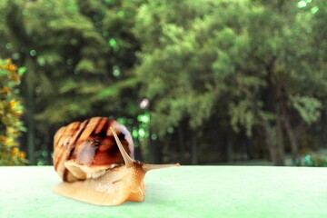 Wild big snail eats the green leaf