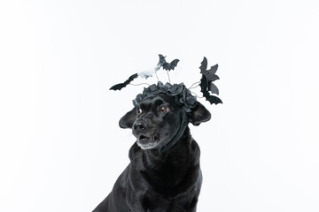 Cachorro preto com fantasia de morcego e teia de aranha Halloween