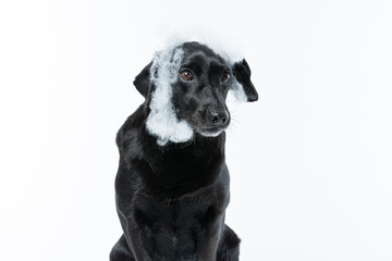 Obraz premium Cachorro preto com fantasia de morcego e teia de aranha Halloween