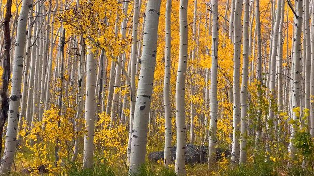 Colorful Aspen trees in forest with falling leaves due to  wind in autumn time.