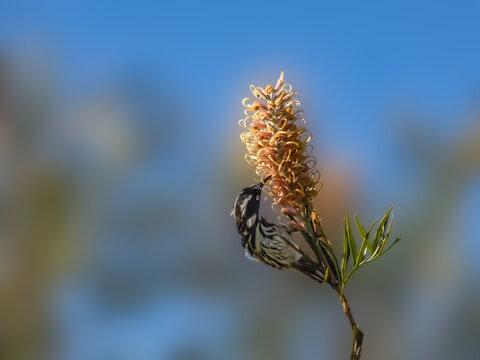 New Holland Honeyeater Under