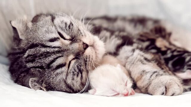 Mom cat hugs the kitten. Cat kitten close-up. Newborn kitten. Purebred Scottish cats.