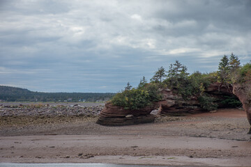 tree on the beach