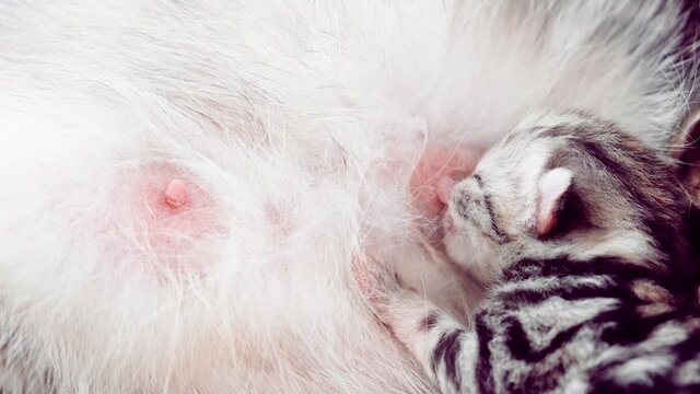Breast-feeding of newborn kittens. A newborn kitten sucks on a cat's breast. Kitten close up. Newborn kittens drink their mother's milk against white background.