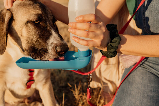Dog drinking water from a portable bottle for dogs