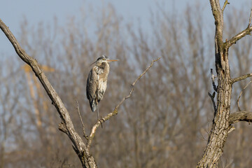 Grat blue heron perched in a dead tree