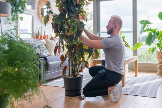 Man Tiding up a plant at Home