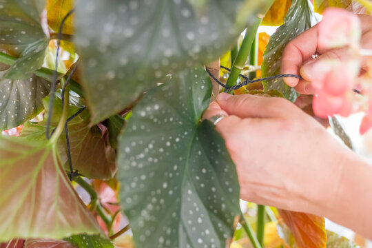 Man Tiding up a plant at Home