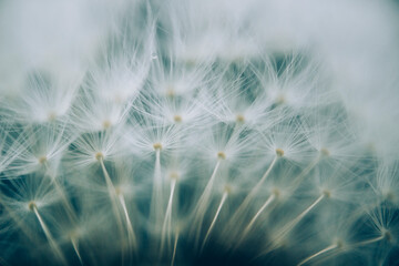 Beautiful dandelion seeds close up blowing in light gentle background. 
