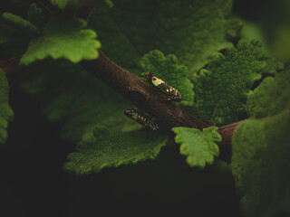 Small garden insects standing on a bush of incense.