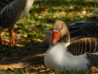 Goose resting on green lawn.
