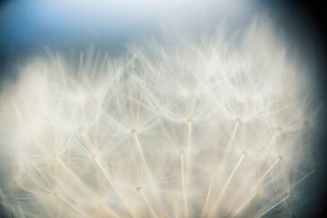 Beautiful dandelion seeds close up blowing in light gentle background. 
