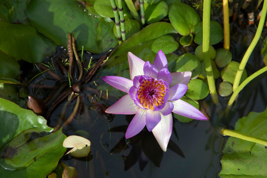 Exotic aquatic plants. Closeup view of a tropical water lily, Nymphaea Tina, green floating leave and beautiful flower of white and purple petals, spring blooming in the pond.
