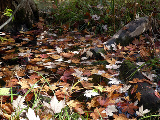 Colorful leaves on the water as a natural background