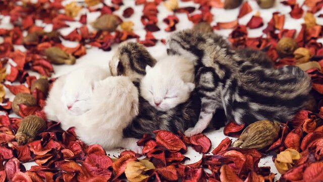 Newborn kittens. Scottish purebred cat. Kittens in the first days of life lie on red rose petals.