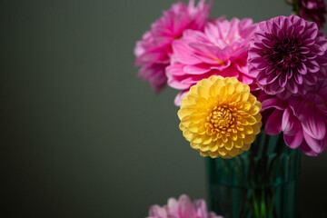 Dahlia Flowers against Green Wall