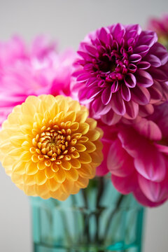 Dahlias in Vase Against Light Wall