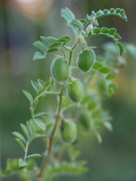Chickpea with pods