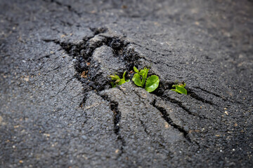 Growth and coping concept. A young green sprout makes its way through a crack in the asphalt. Power of nature. Selected focus