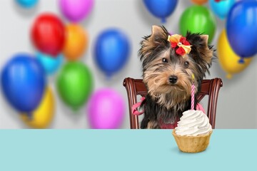 Cute dog celebrating with birthday cupcake on the desk