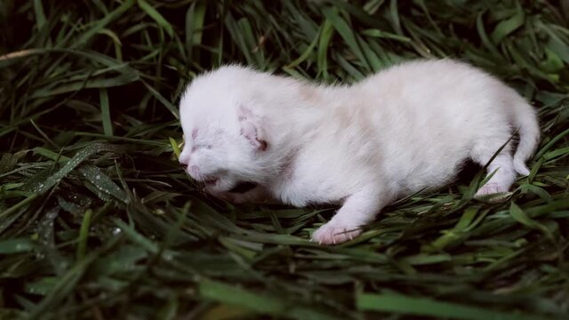 Newborn kitten. Scottish purebred cat. A small blind white kitten lies on the grass.