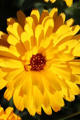 yellow flower