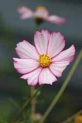 Obraz premium pink cosmos flower