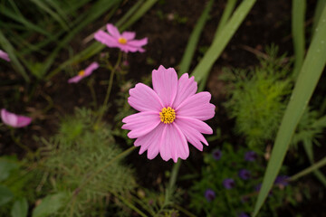 Blooming flowers in the garden. Closeup view of Cosmos bipinnatus, also known as Mexican Aster,...