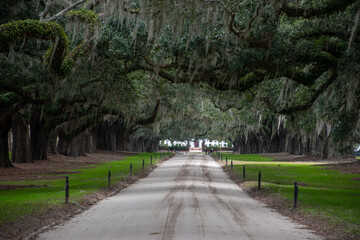 A dirt road going through a tunnel of southern oaks