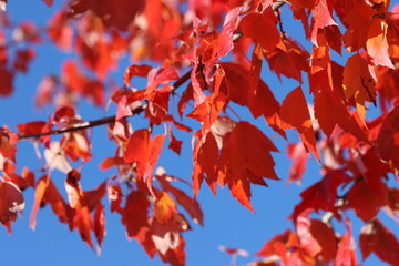 red autumn leaves