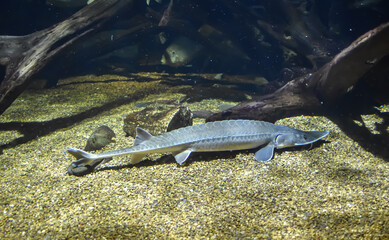 Baltimore, Maryland, USA - October 9, 2021: Atlantic Sturgeon Fish on Display at the National...