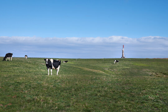 Dairy cows grazing with Gas Drilling Site in background