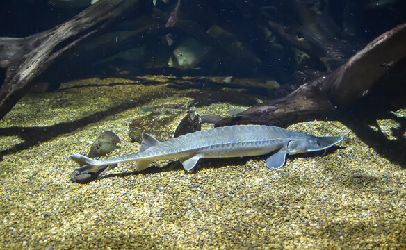 Baltimore, Maryland, USA - October 9, 2021: Atlantic Sturgeon Fish on Display at the National Aquarium in Baltimore