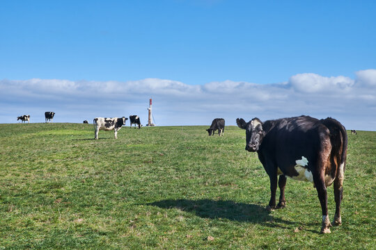 Dairy cows grazing with Gas Drilling Site in background