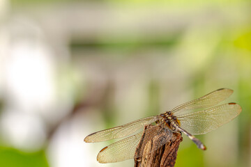 A dragonfly perched on the tip of a dry branch, green foliage background