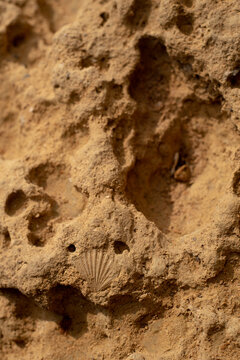 Shell fossil implanted on the rock by the ocean