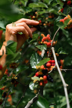 Hand with a ring stealing berries from the tree
