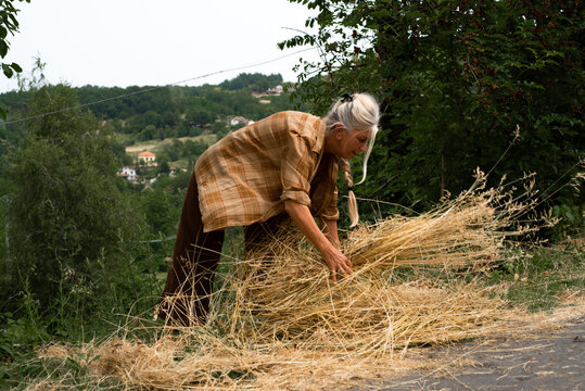 Woman at work in the field collecting hay from the field