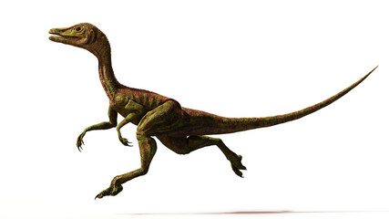 Compsognathus longipes, tiny dinosaur species from the Late Jurassic period, isolated on white background