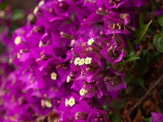 Fototapeta na wymiar Ornamental plant with purple flowers Bougainvillea closeup in garden
