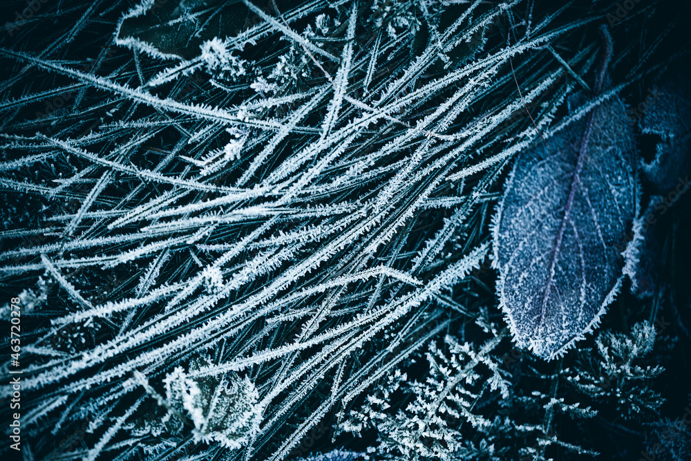 Sticker frost on grass and leaves - winter wallpaper