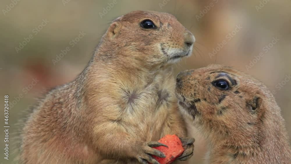 Wall mural Prairie Dog eating a carrot gets a nuzzle from another cute - Wall murals