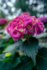pink hydrangea in the garden