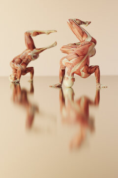 Human anatomy
