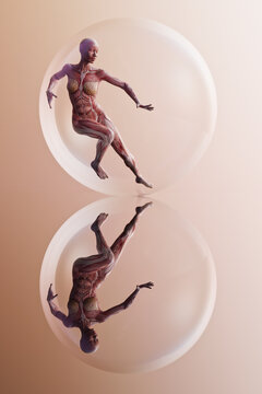 Human anatomy