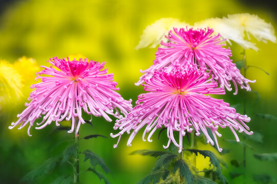 Exquisite Pink Chrysanthemum, in traditional Japanese Ozukuri Style on a blurred background at the Autumn Festival Exhibition in Hibiya Park, Tokyo Metropolitan, Japan.