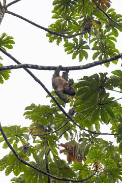 Sloth Hanging in Tree 